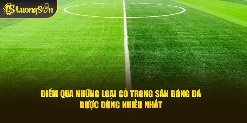 Điểm qua những loại cỏ trong sân bóng đá được dùng nhiều nhất
